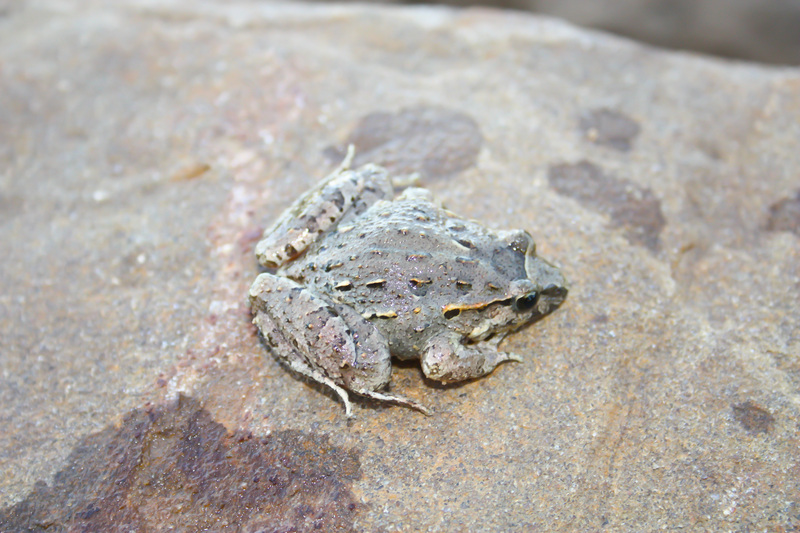 Moroccan painted frog (Discoglossus scovazzi); DISPLAY FULL IMAGE.