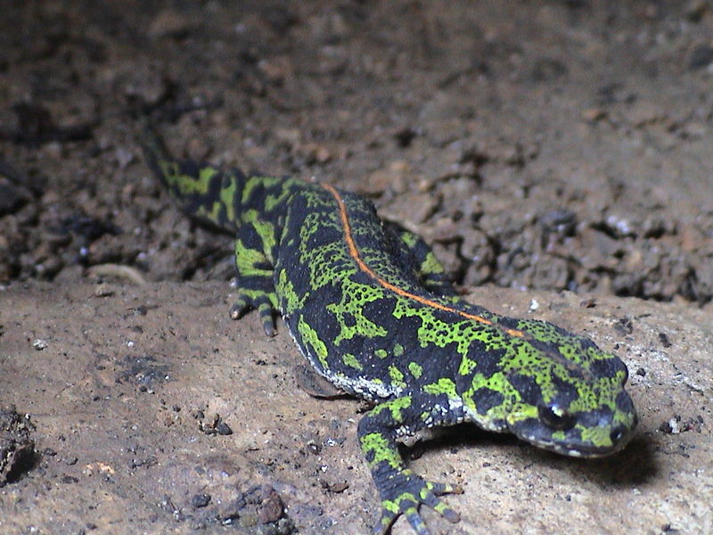 marbled newt (Triturus marmoratus); DISPLAY FULL IMAGE.