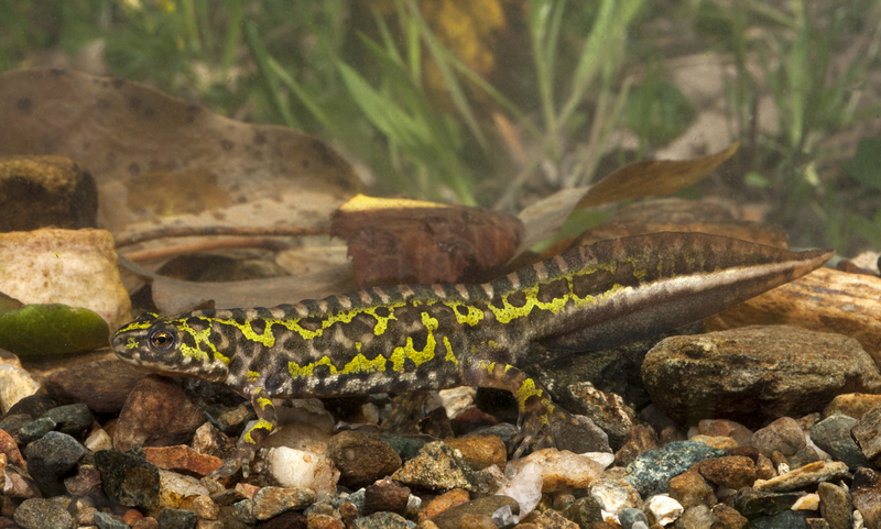 southern marbled newt, pygmy marbled newt (Triturus pygmaeus); DISPLAY FULL IMAGE.
