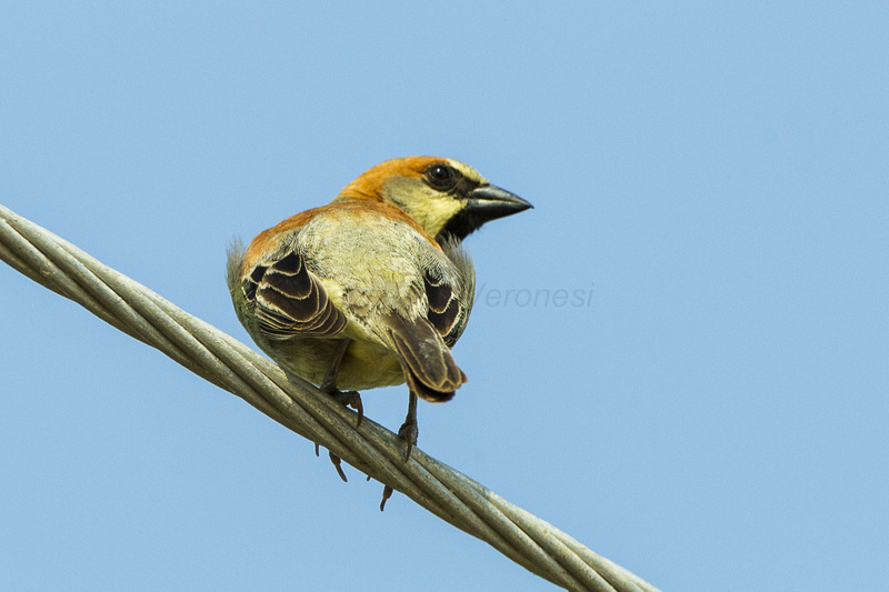 plain-backed sparrow, olive-backed sparrow, pegu sparrow (Passer flaveolus); DISPLAY FULL IMAGE.