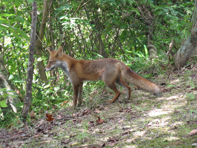 Japanese red fox (Vulpes vulpes japonica); DISPLAY FULL IMAGE.