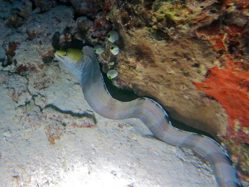 banded moray (Gymnothorax rueppelliae); DISPLAY FULL IMAGE.