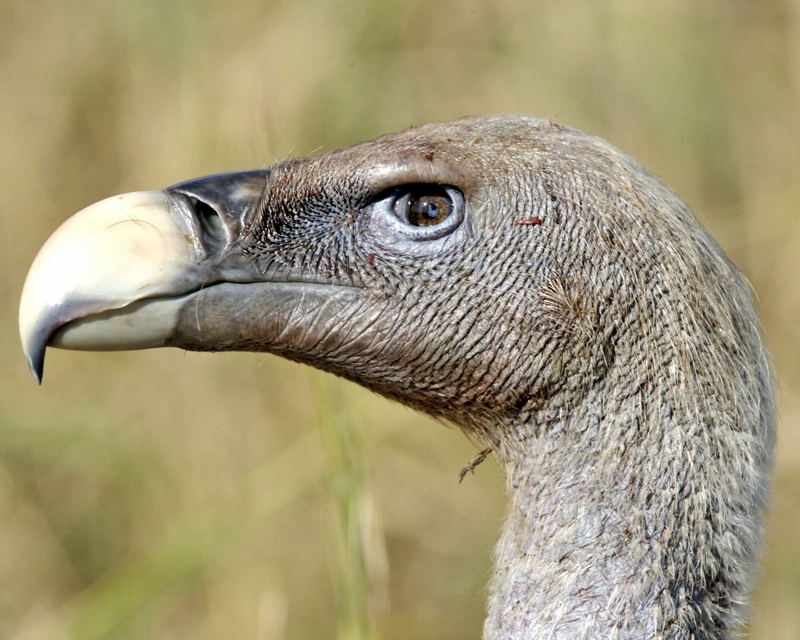 Rüppell's vulture, Rüppell's griffon vulture (Gyps rueppelli); DISPLAY FULL IMAGE.