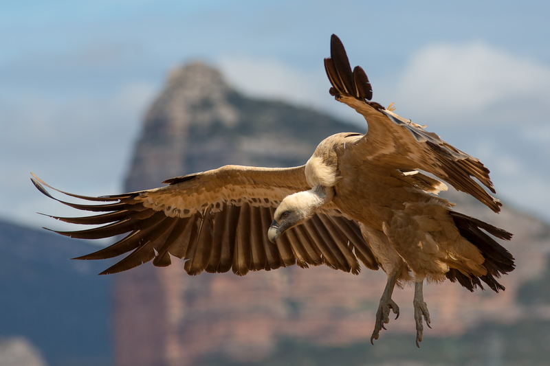 Eurasian griffon vulture (Gyps fulvus); DISPLAY FULL IMAGE.