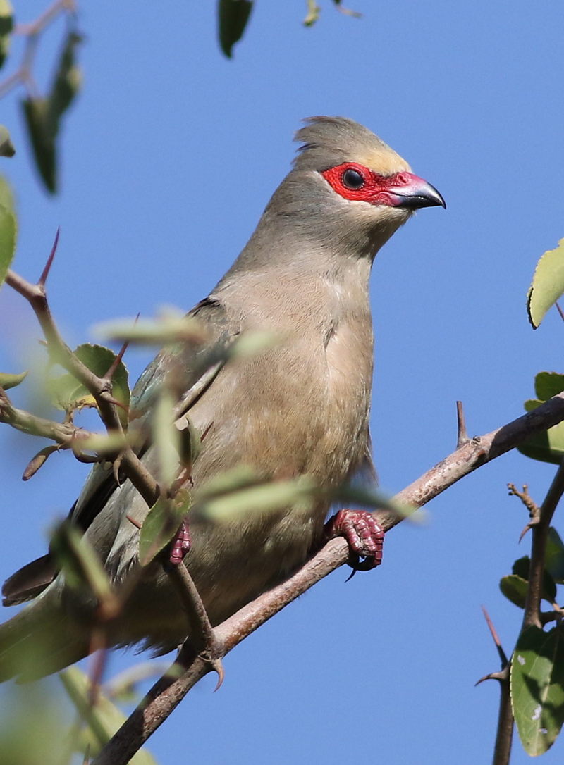 Red-faced mousebird (Urocolius indicus); DISPLAY FULL IMAGE.