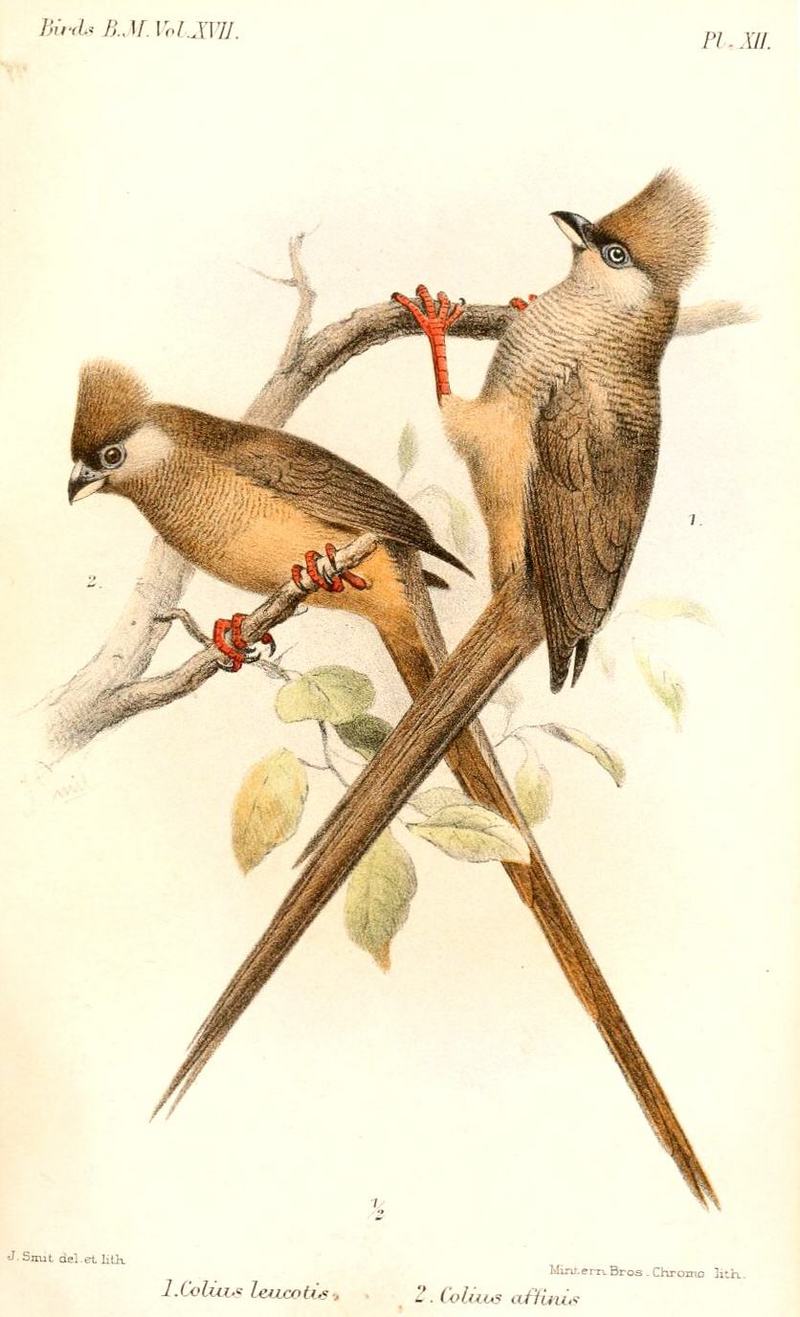 Speckled mousebird (Colius striatus); DISPLAY FULL IMAGE.