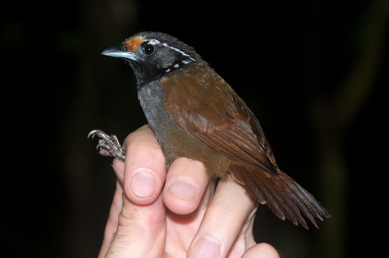 white-necked babbler (Stachyris leucotis); DISPLAY FULL IMAGE.