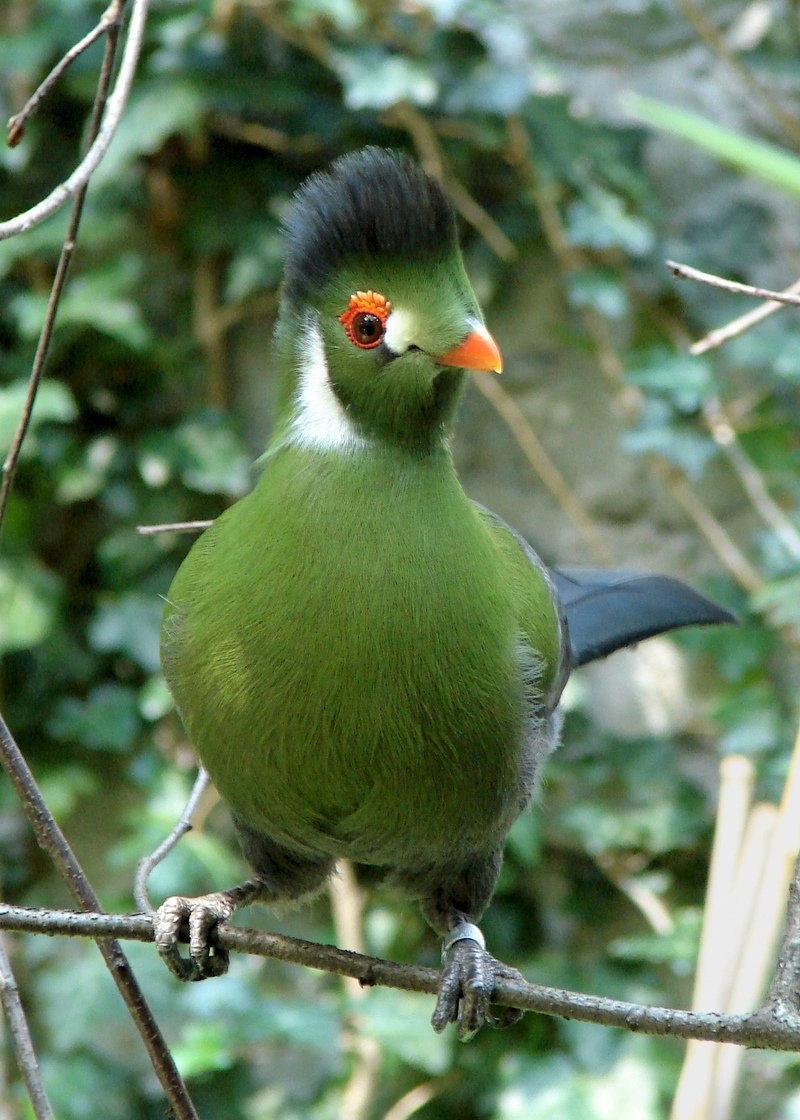 white-cheeked turaco (Tauraco leucotis); DISPLAY FULL IMAGE.