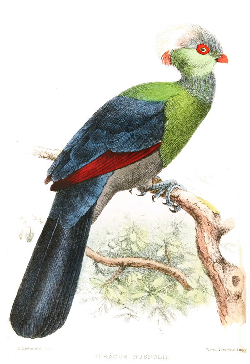 Prince Ruspoli's turaco (Tauraco ruspolii); DISPLAY FULL IMAGE.