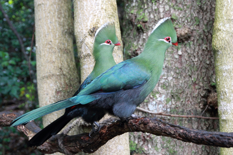 Knysna turaco (Tauraco corythaix); DISPLAY FULL IMAGE.