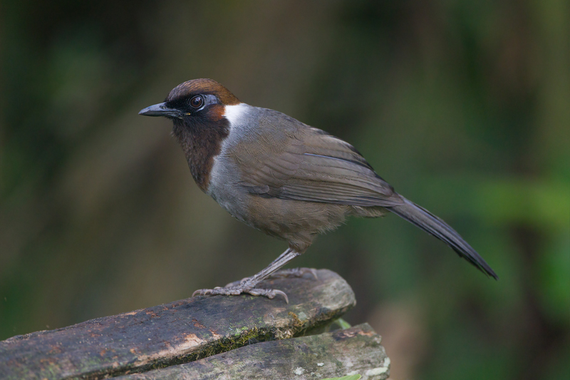 white-necked laughingthrush (Garrulax strepitans); DISPLAY FULL IMAGE.