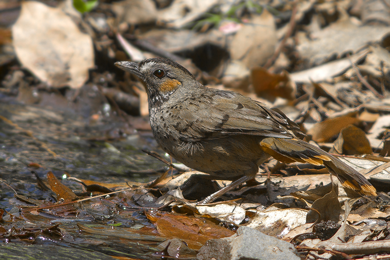 rufous-chinned laughingthrush (Garrulax rufogularis); DISPLAY FULL IMAGE.
