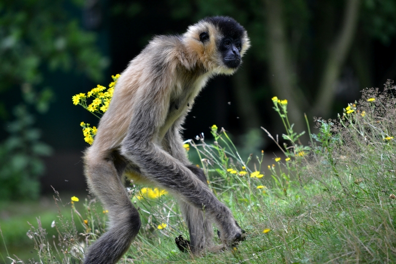 Bornean white-bearded gibbon (Hylobates albibarbis); DISPLAY FULL IMAGE.