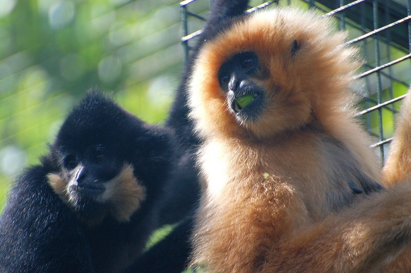 yellow-cheeked gibbon (Nomascus gabriellae); DISPLAY FULL IMAGE.