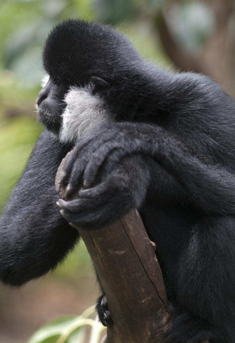 northern white-cheeked gibbon (Nomascus leucogenys); DISPLAY FULL IMAGE.