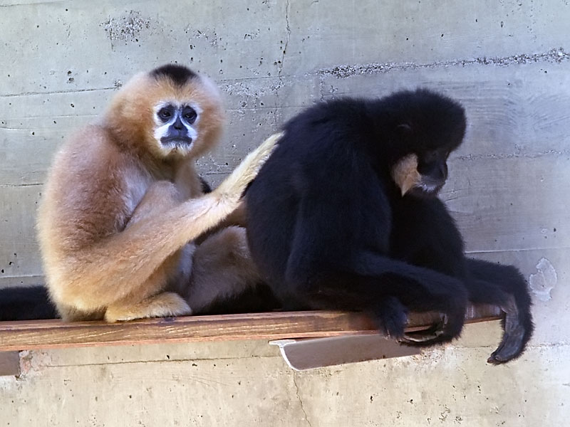 southern white-cheeked gibbon (Nomascus siki); DISPLAY FULL IMAGE.