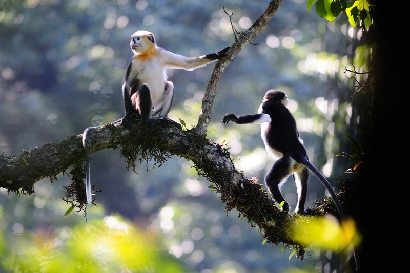 Tonkin snub-nosed monkey, Dollman's snub-nosed monkey (Rhinopithecus avunculus); DISPLAY FULL IMAGE.