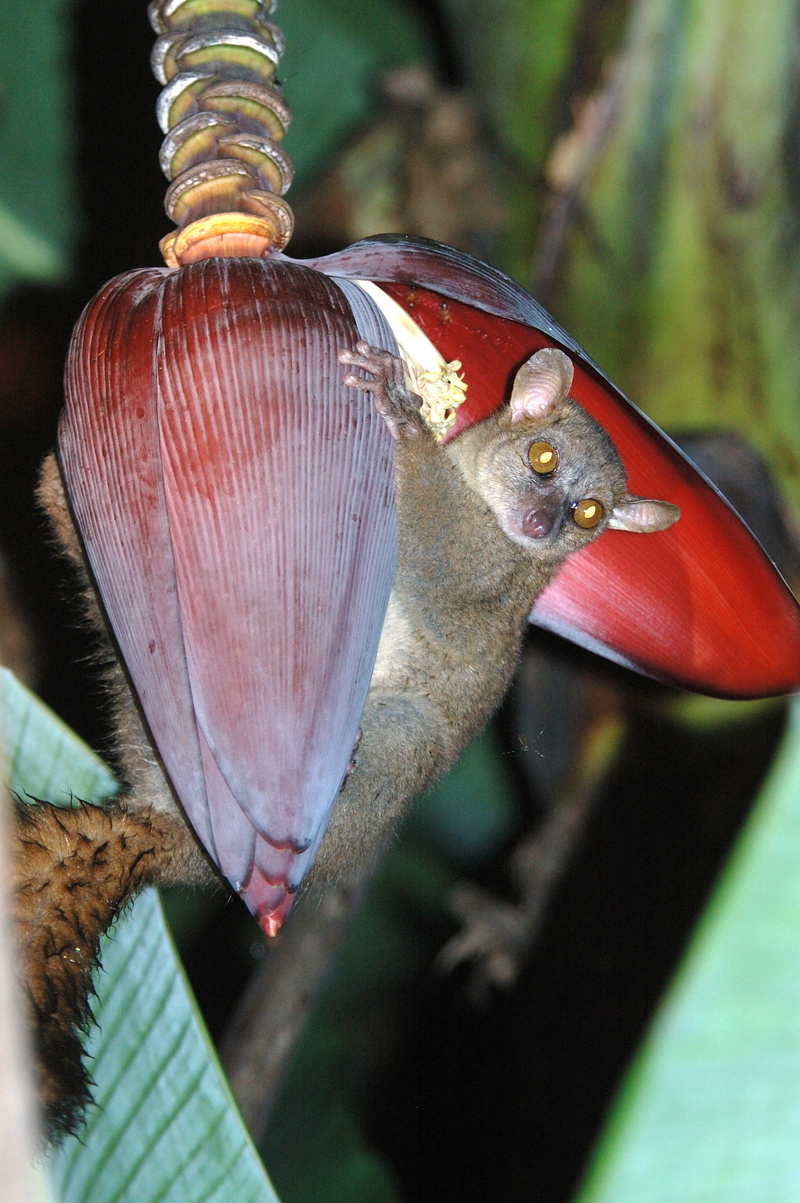 northern giant mouse lemur (Mirza zaza); DISPLAY FULL IMAGE.