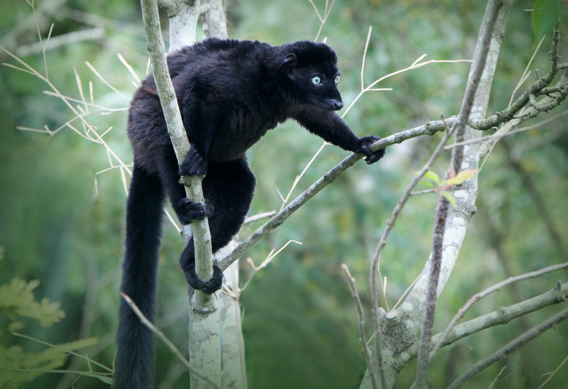 blue-eyed black lemur (Eulemur flavifrons); DISPLAY FULL IMAGE.