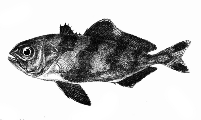 Blackbanded trevally, black-banded trevally (Seriolina nigrofasciata); DISPLAY FULL IMAGE.