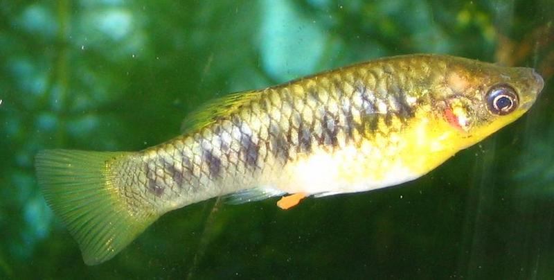 humpbacked limia, black-barred limia (Limia nigrofasciata); DISPLAY FULL IMAGE.