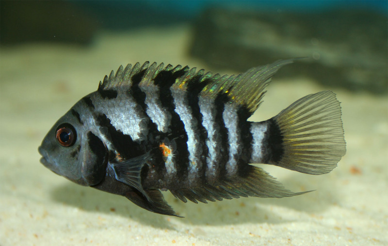 convict cichlid, zebra cichlid (Amatitlania nigrofasciata); DISPLAY FULL IMAGE.