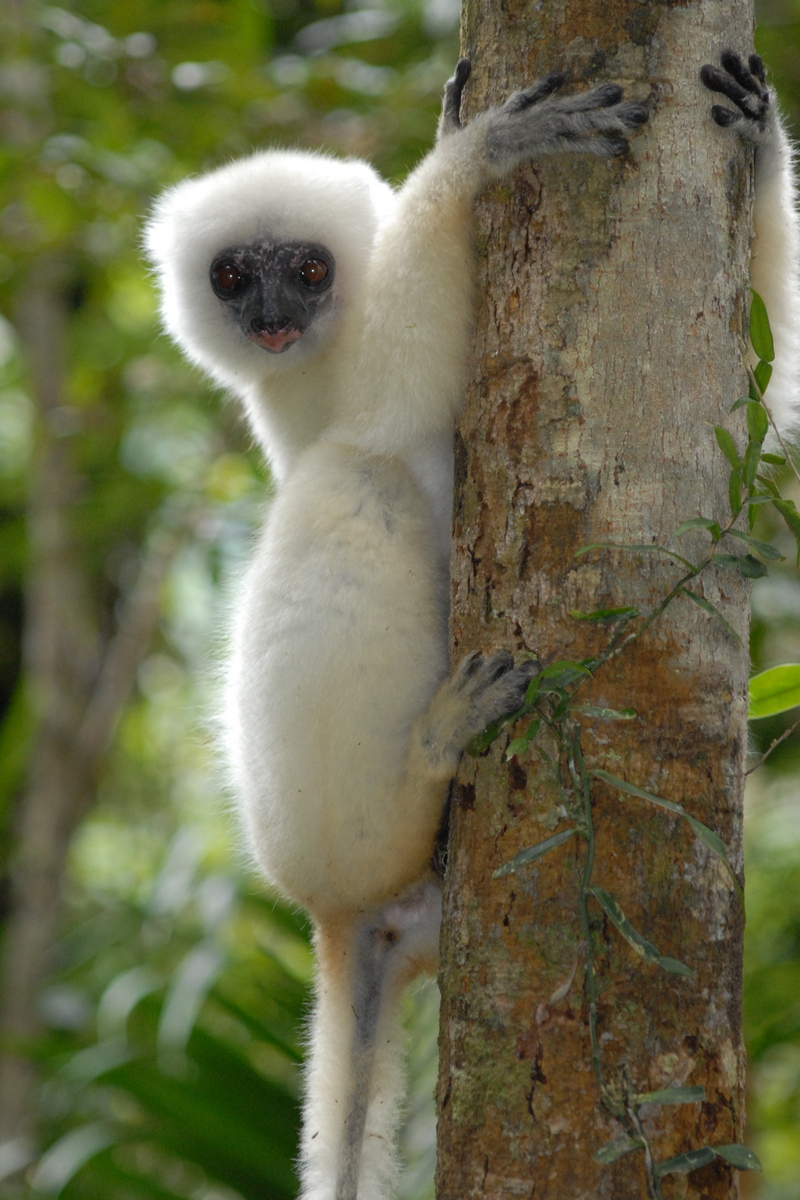 silky sifaka, silky simpona (Propithecus candidus); DISPLAY FULL IMAGE.