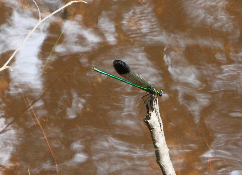 river jewelwing (Calopteryx aequabilis); DISPLAY FULL IMAGE.