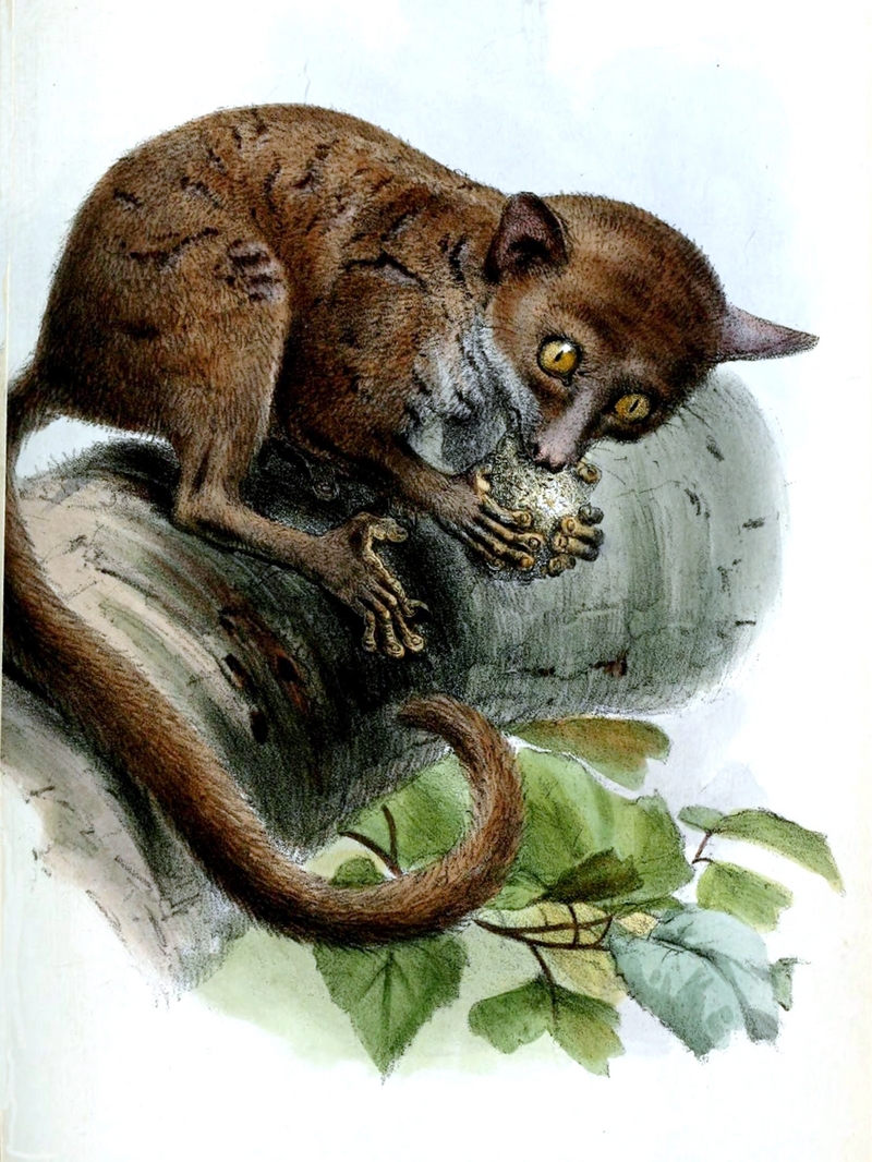 Prince Demidoff's bushbaby, Prince Demidoff's galago (Galagoides demidovii); DISPLAY FULL IMAGE.