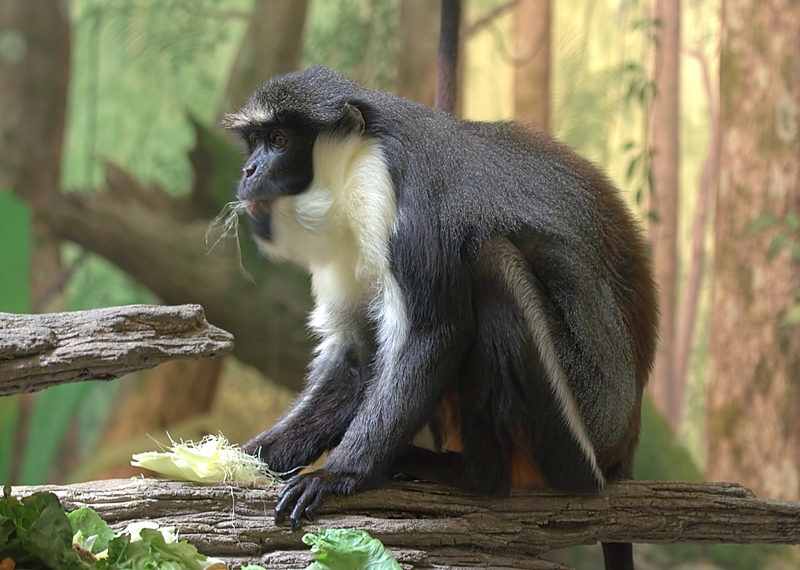 Diana monkey (Cercopithecus diana); DISPLAY FULL IMAGE.