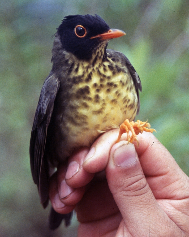 spotted nightingale-thrush (Catharus dryas); DISPLAY FULL IMAGE.