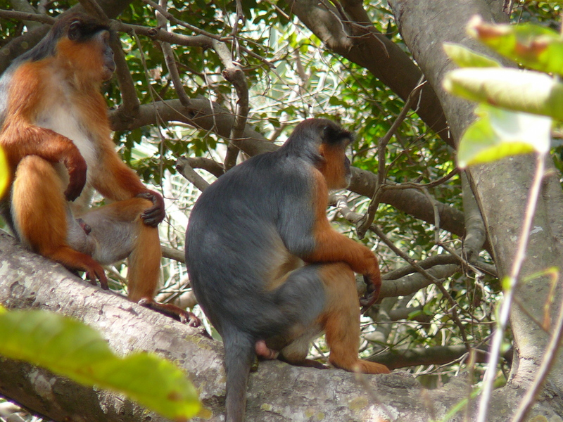 western red colobus (Procolobus badius); DISPLAY FULL IMAGE.