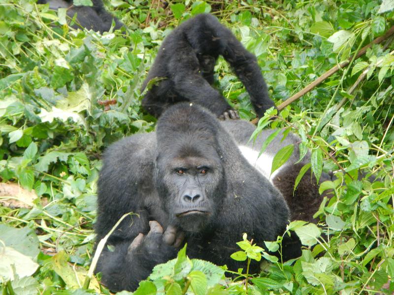 eastern lowland gorilla, Grauer's gorilla (Gorilla beringei graueri); DISPLAY FULL IMAGE.