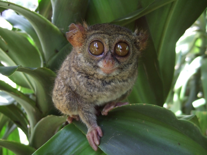 spectral tarsier (Tarsius spectrum, Tarsius tarsier); DISPLAY FULL IMAGE.