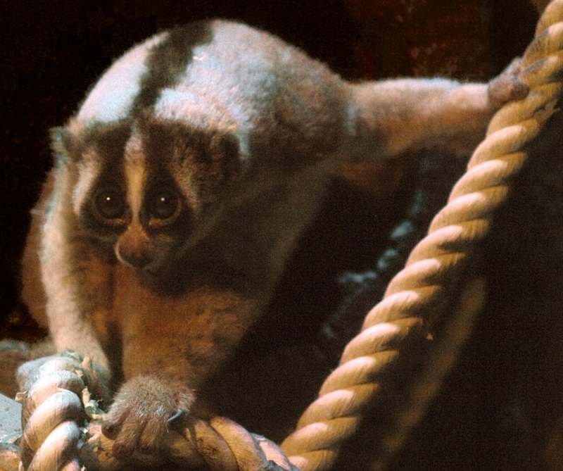 Javan slow loris (Nycticebus javanicus); DISPLAY FULL IMAGE.