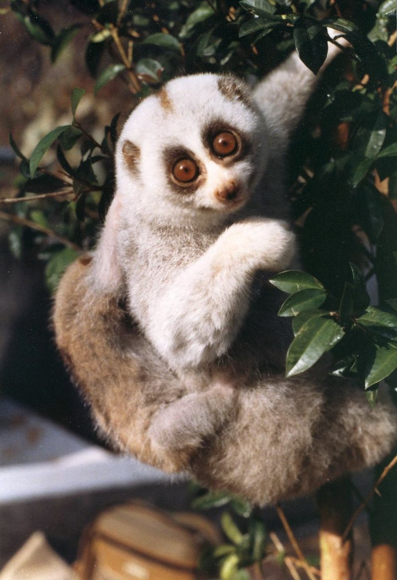 Bengal slow loris, northern slow loris (Nycticebus bengalensis); DISPLAY FULL IMAGE.