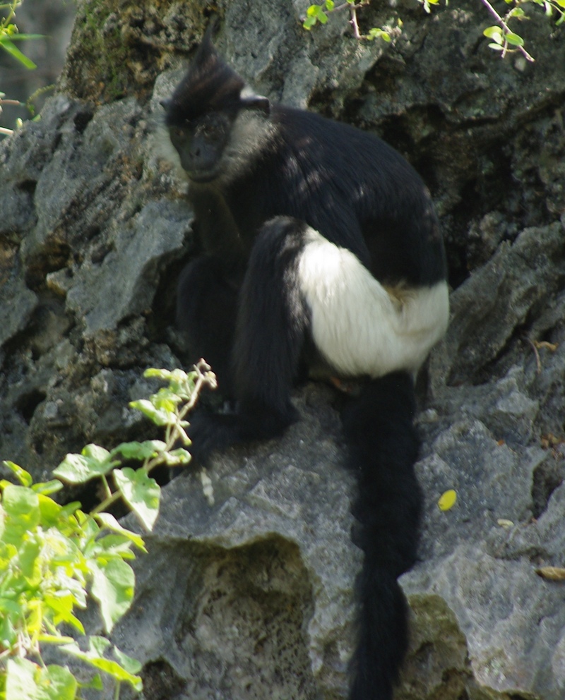 Delacour's langur, Delacour's lutung (Trachypithecus delacouri); DISPLAY FULL IMAGE.