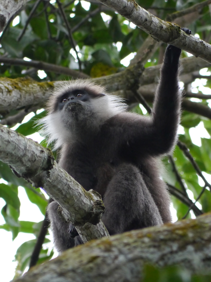 western purple-faced langur (Semnopithecus vetulus nestor); DISPLAY FULL IMAGE.