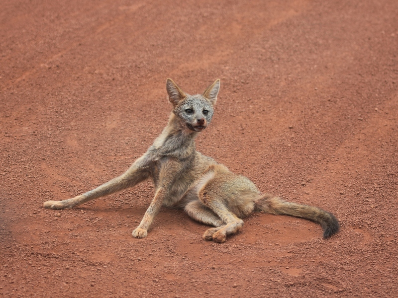 hoary fox (Lycalopex vetulus); DISPLAY FULL IMAGE.