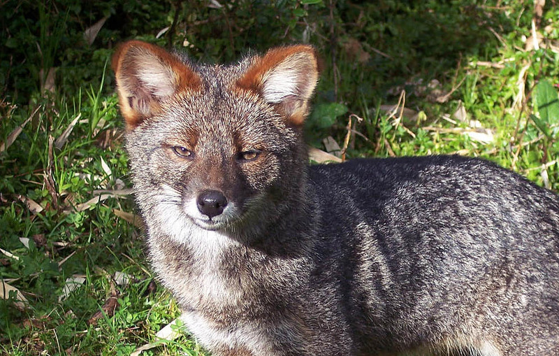 Darwin's fox, Darwin's Zorro (Lycalopex fulvipes); DISPLAY FULL IMAGE.