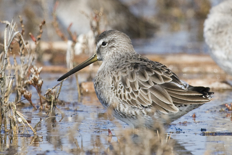 short-billed dowitcher (Limnodromus griseus); DISPLAY FULL IMAGE.