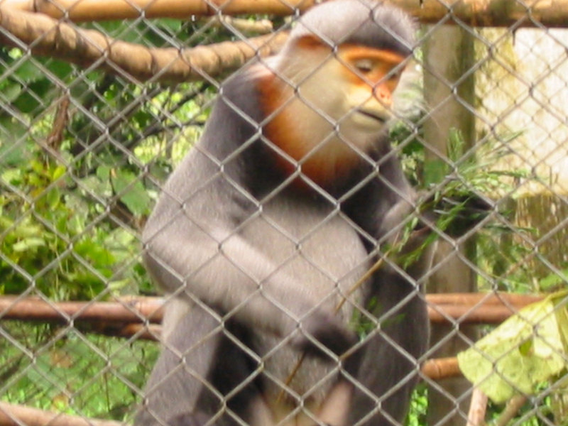 grey-shanked douc langur (Pygathrix cinerea); DISPLAY FULL IMAGE.