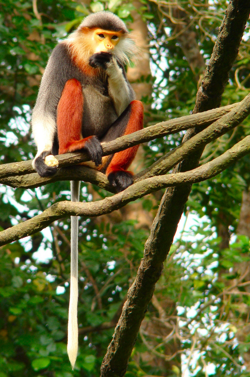 red-shanked douc langur (Pygathrix nemaeus); DISPLAY FULL IMAGE.
