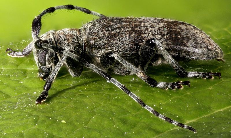 Lime longhorn (Oplosia cinerea); DISPLAY FULL IMAGE.