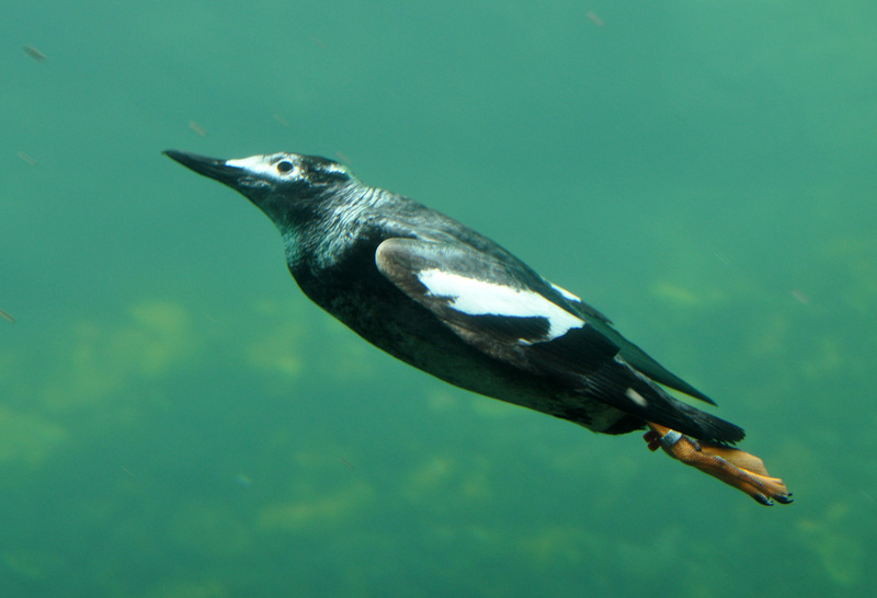 pigeon guillemot (Cepphus columba); DISPLAY FULL IMAGE.