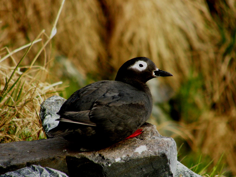 spectacled guillemot, sooty guillemot (Cepphus carbo); DISPLAY FULL IMAGE.