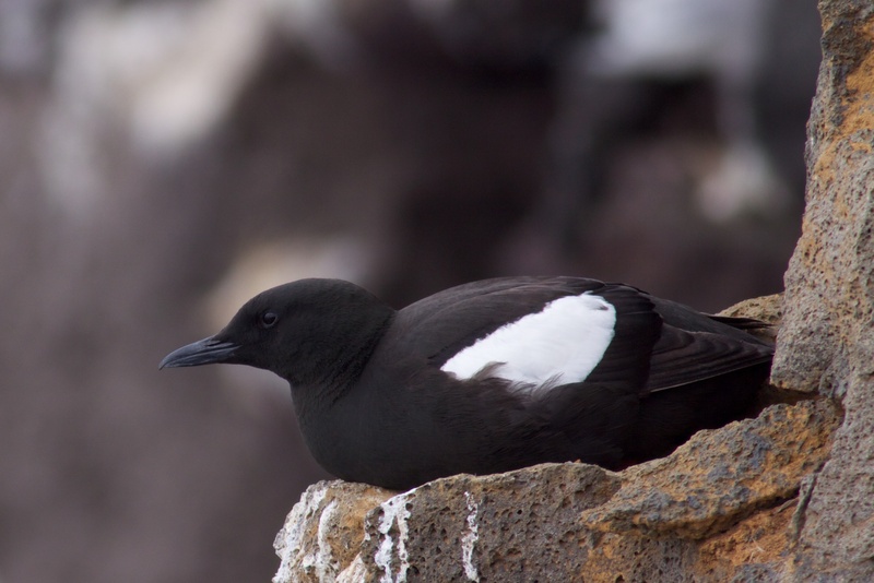 black guillemot, tystie (Cepphus grylle); DISPLAY FULL IMAGE.