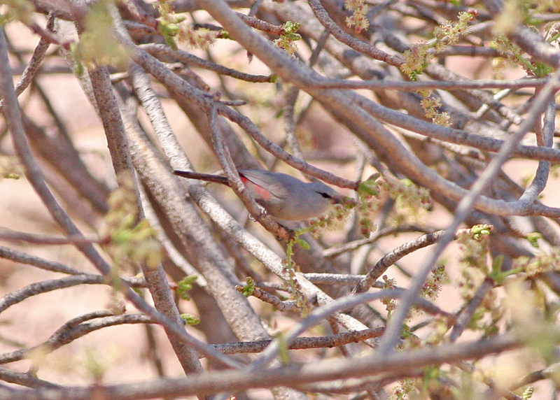 Cinderella waxbill (Estrilda thomensis); DISPLAY FULL IMAGE.