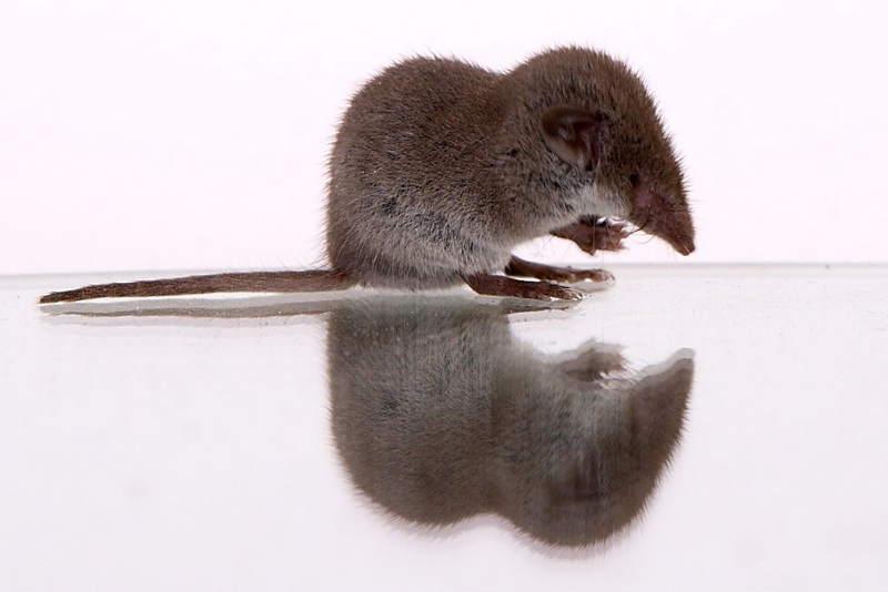 lesser white-toothed shrew (Crocidura suaveolens); DISPLAY FULL IMAGE.