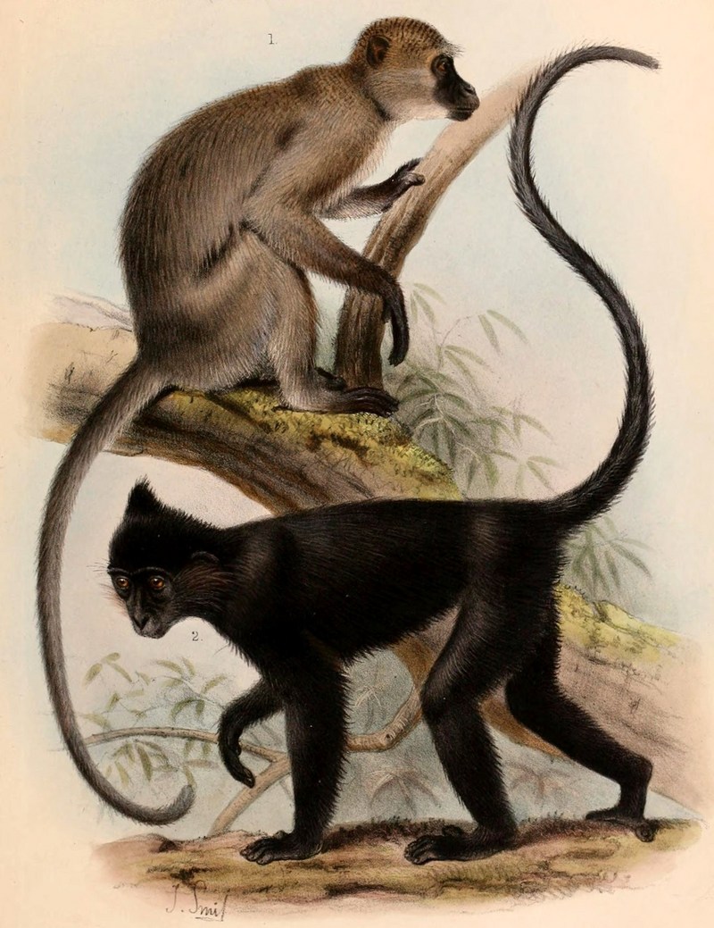 agile mangabey (Cercocebus agilis), black crested mangabey (Lophocebus aterrimus); DISPLAY FULL IMAGE.